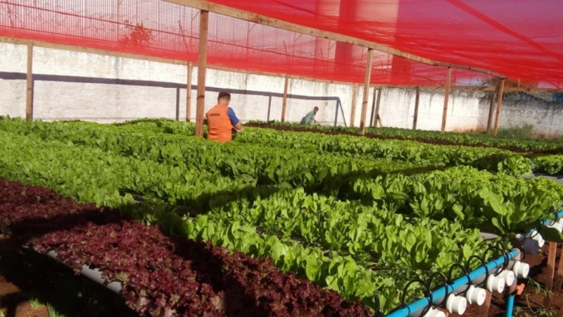 A iniciativa conta com a parceria técnica da Emater, que capacitou cinco apenados para atuar na produção e cultivo das hortaliças.
