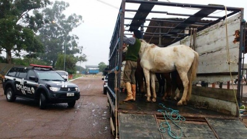 Foram apreendidos quatro cavalos. 