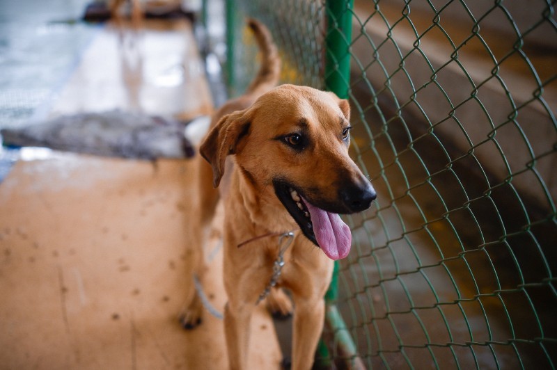 A foto mostra um cachorrinho resgatado pela enchente