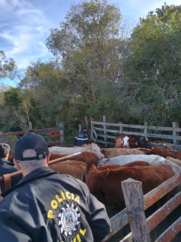 Três policiais civis fazem o manejo de gado do tipo angus ou simental (marrons) dentro de um curral. 