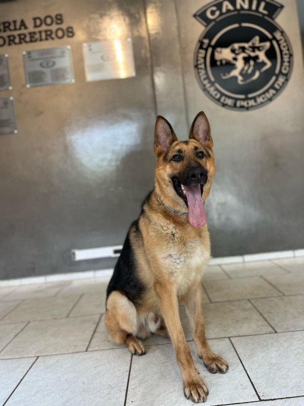 A imagem mostra um cão do canil da Brigada Militar